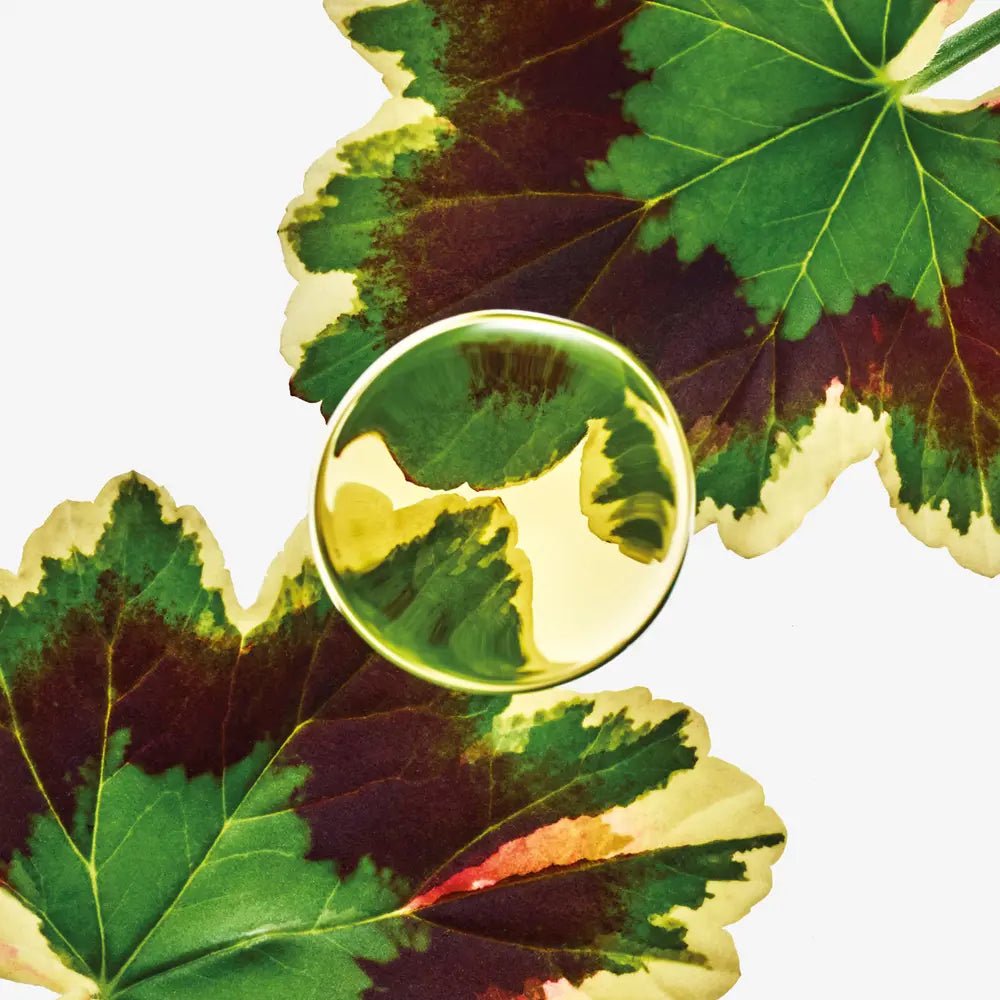 Loewe Esencia Elixir Edp Vapo 50 ml