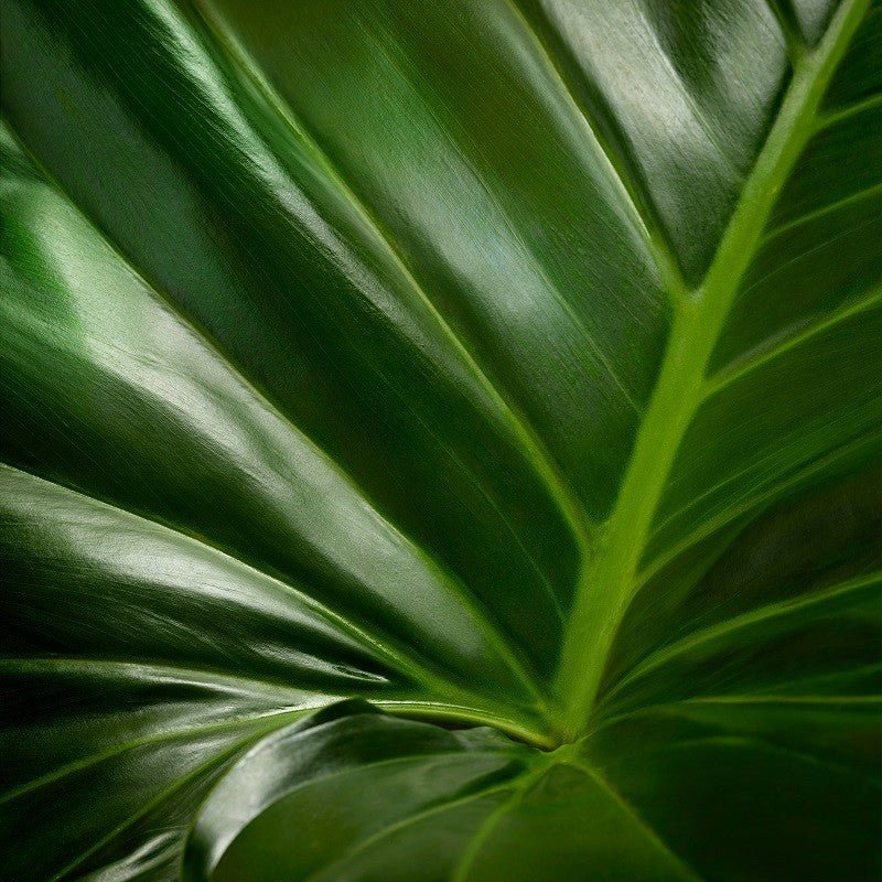 NUXE Bio Jabón Relipidante para Pieles Sensibles 100gr-6