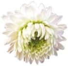 Pranarom Manzanilla Romana Flor 5ml-2