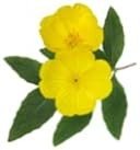 Pranarom Onagra Bio 50 ml-2