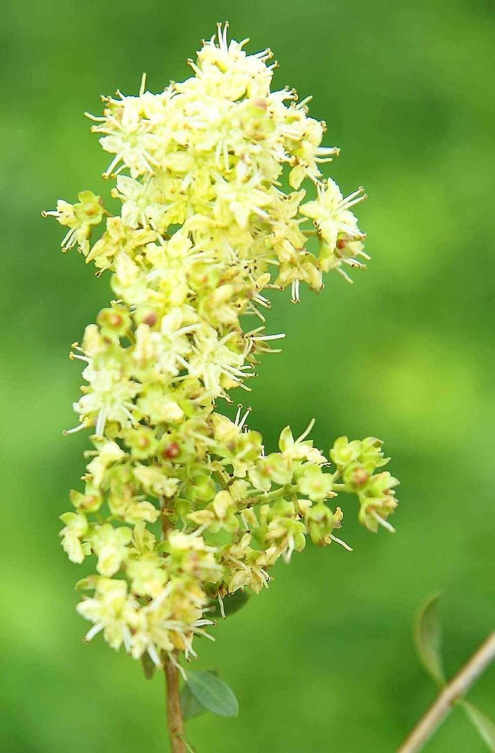 Khadi Herbal Color Cobre Brillante 100 g-9