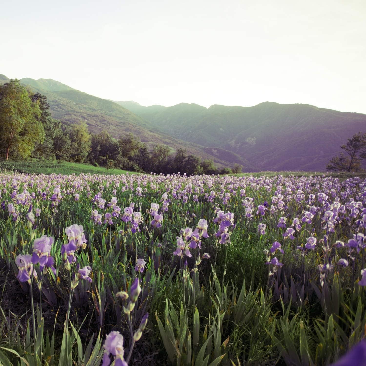 Weleda Cosmética Crema de Noche 30 ml-4