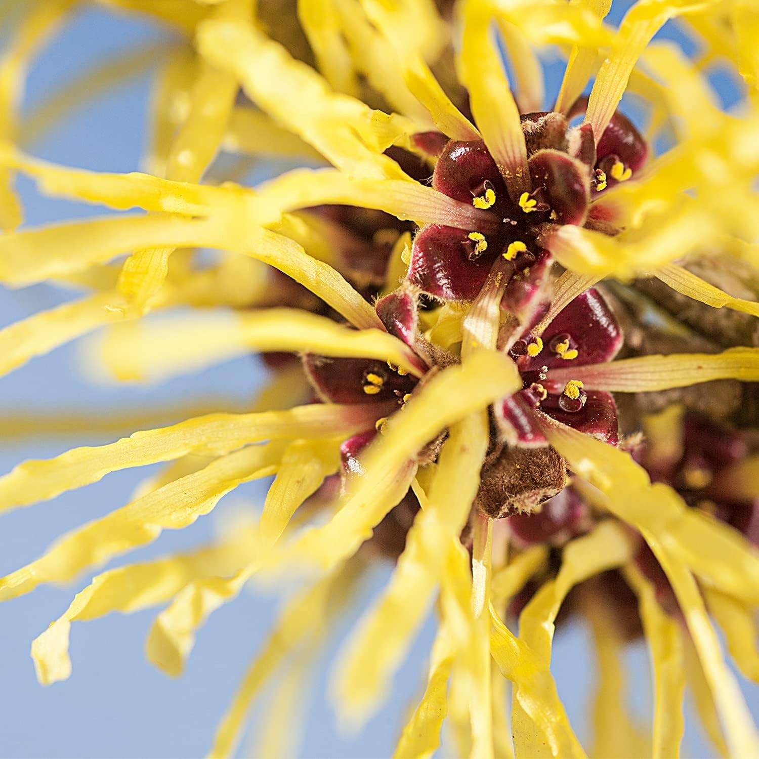 Weleda Cosmética Espuma Limpiadora 150ml-6