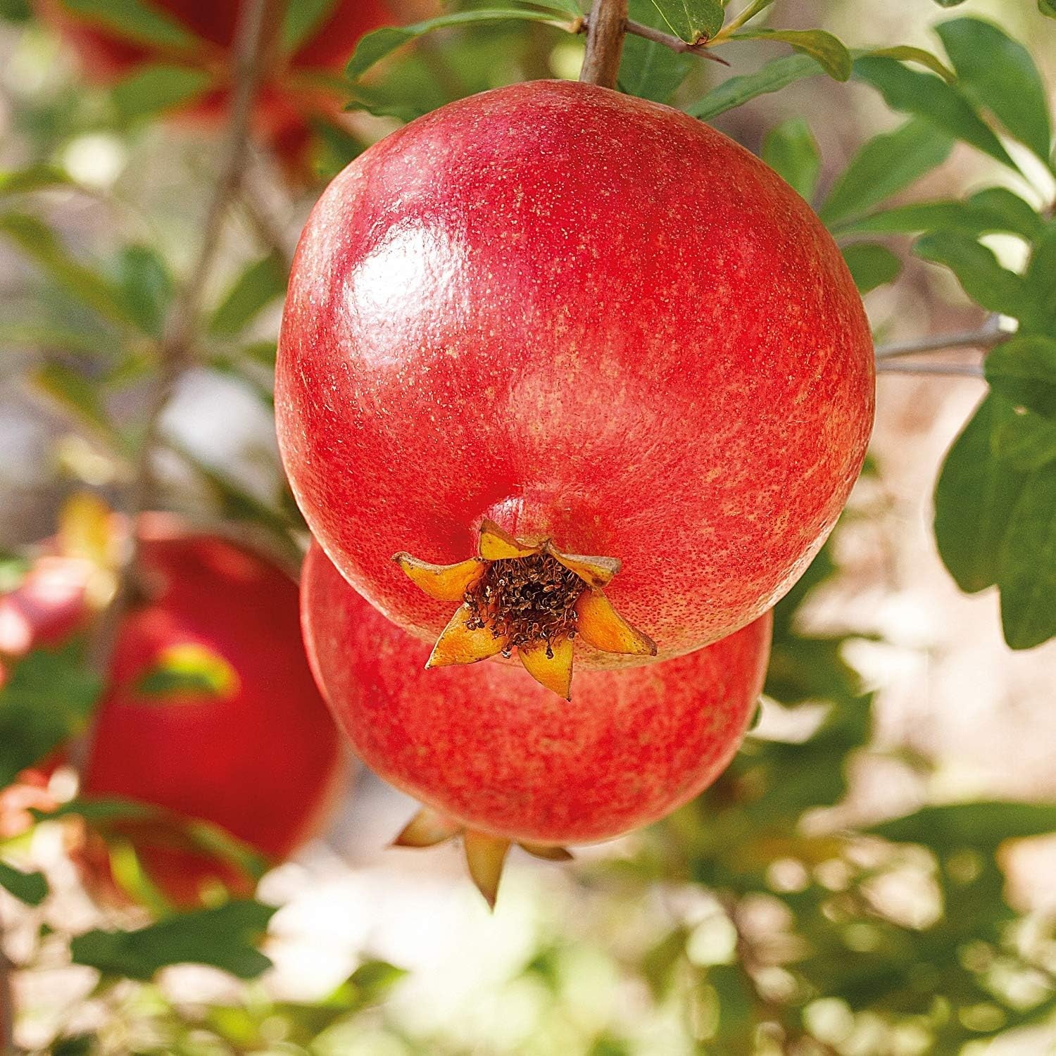 Weleda Cosmética Leche Corporal Regeneradora de Granada 200 ml-5