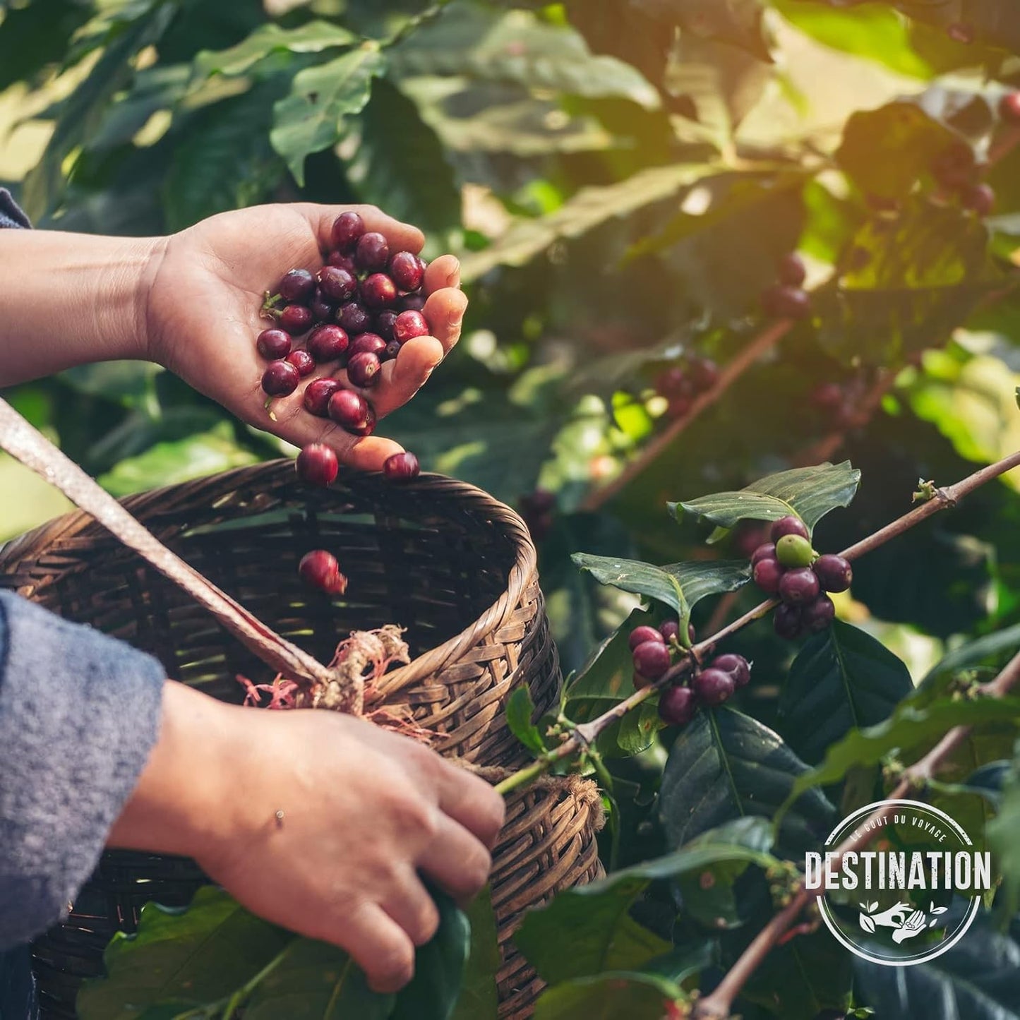 Destination Café en Grano Selección Pur Arábica Bio 1 Kg-4