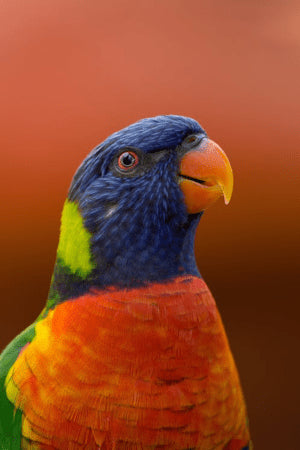 Product image for 16790
