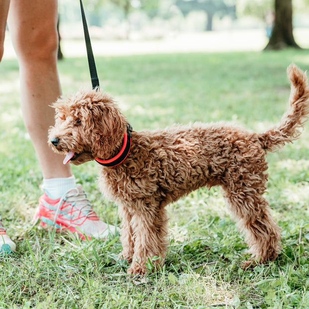 Ferplast Ergofluo C15 Collare per Cane Arancione 1 pz