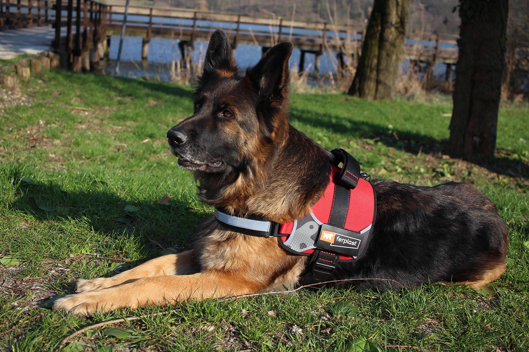 Product image for 15499