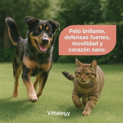 Vittalogy Aceite de Salmón para Perros y Gatos Duplo 2x500ml-2