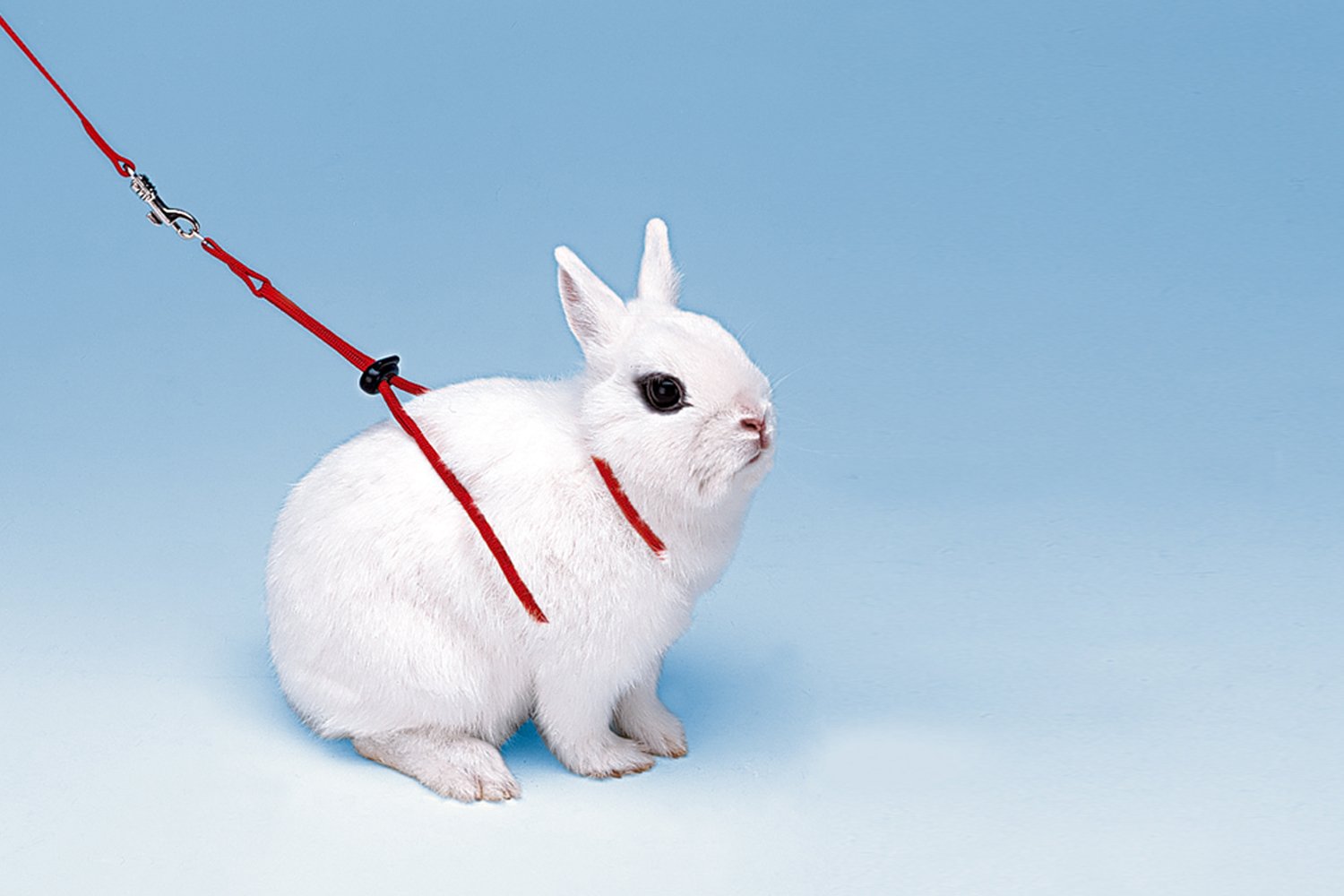 Product image for 14558