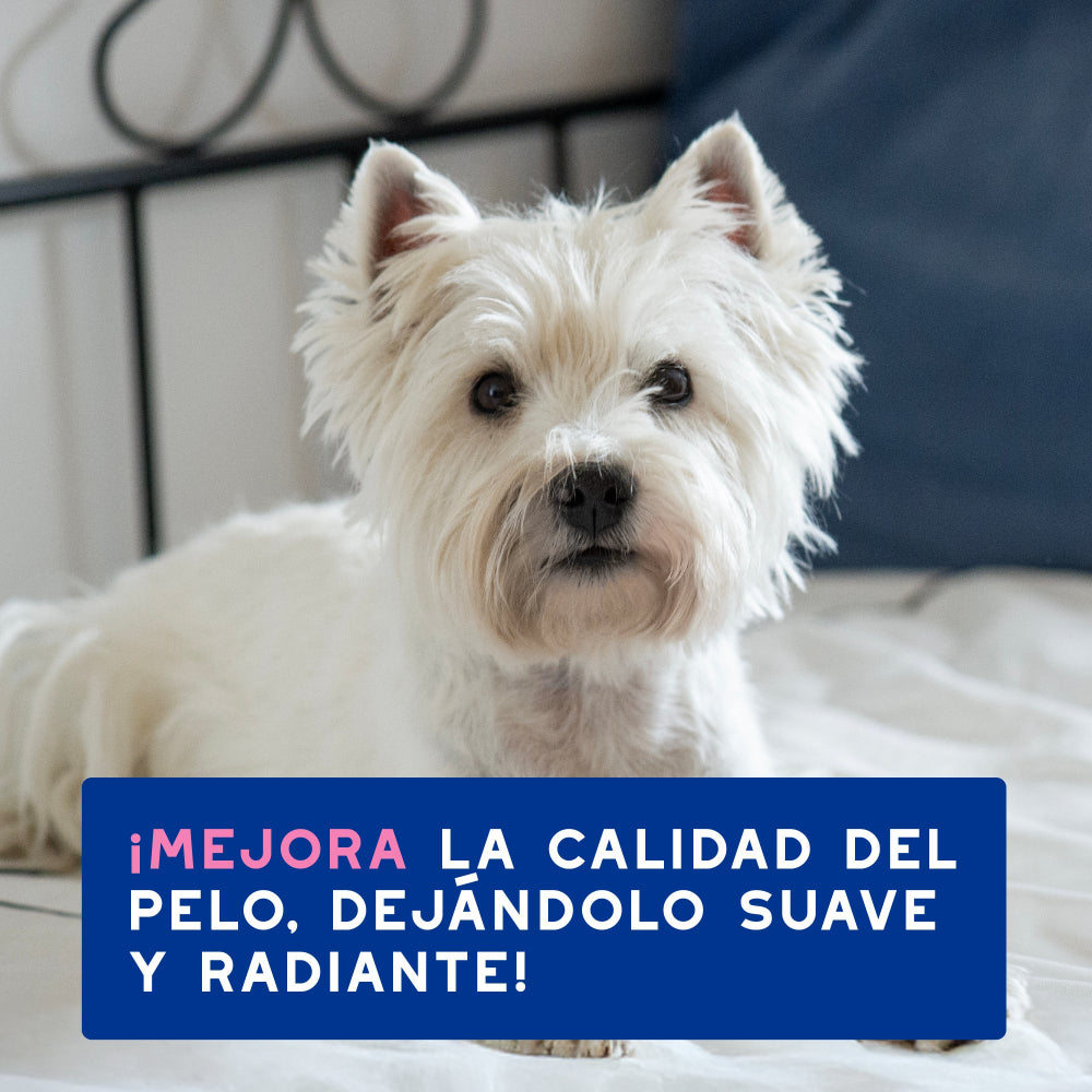 Douxo Spa Champô Alivia para Cães e Gatos 250ml