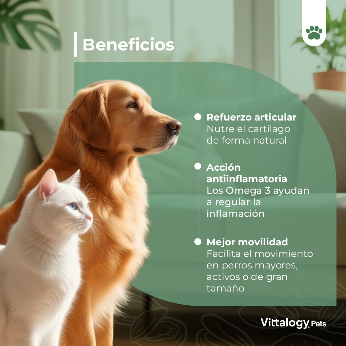 Vittalogy Mejillón de Labio Verde 100 gr
