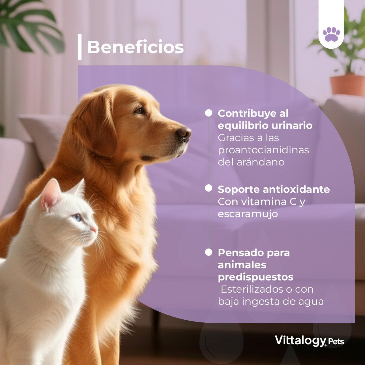 Vittalogy Bienestar Urinario Polvo 100gr