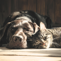 VETERINARIA